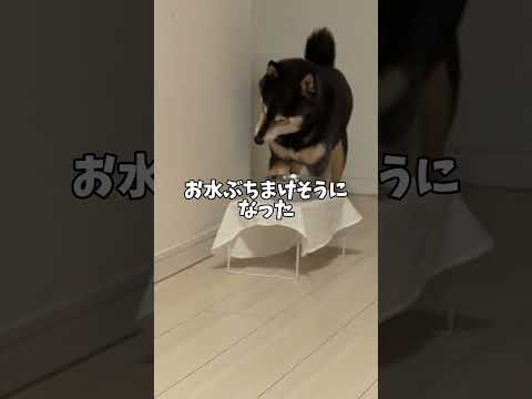 黒柴の失態…誰も見ていないどう思ったら😎 サムネイル