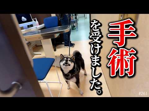 手術を受けた柴犬 サムネイル