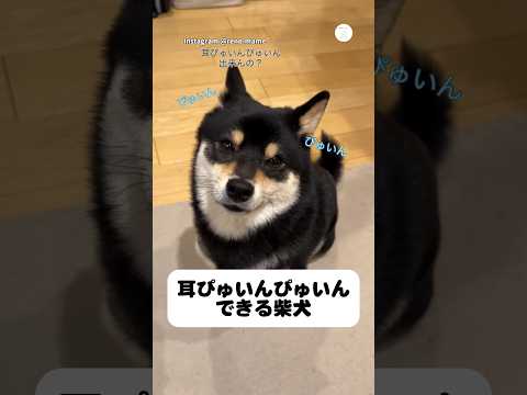 ドヤ顔…耳ぴゅいんぴゅいんが出来る柴犬　　柴犬　黒柴　かわいい　犬　面白い