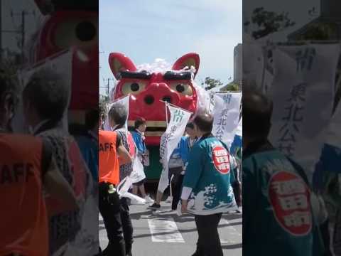 shorts 酒田大獅子　桜🌸　獅子パックン　酒田まつり サムネイル