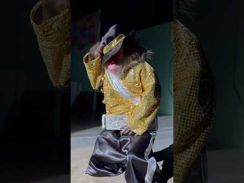 マイケルジャクソンを踊る猿がかっこよすぎる サムネイル