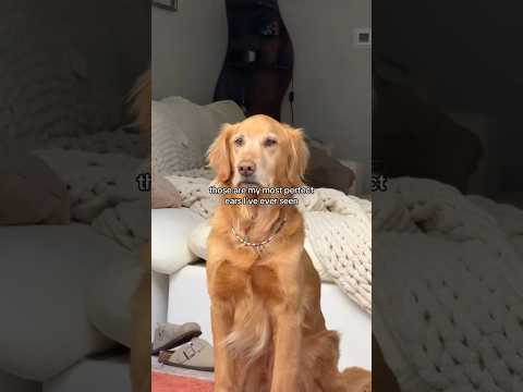 coming home to my golden retriever🥵goldenretreivers dog pup… サムネイル