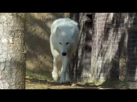 何年ぶりかの再会 燦那ちゃん　  ホッキョクオオカミ　那須どうぶつ王国にて　2025年12月31日 サムネイル