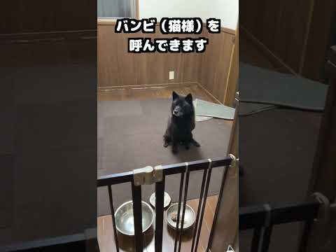 【衝撃のラスト】こんな犬、見たことありません　甲斐犬 賢い犬 日本犬 サムネイル