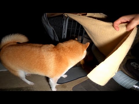 20時には寝床に入って貰っています サムネイル