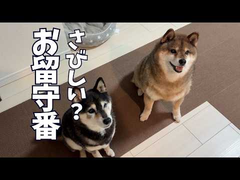 【恒例？】柴犬2頭とおじさんの愉快なお留守番 サムネイル