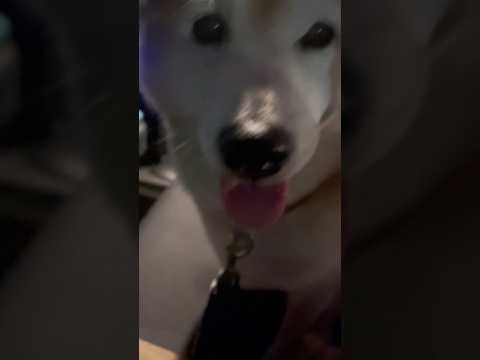 柴犬福 お土産と立てこもりどちらにするか迷う柴犬🤣Shiba-Drive🤣姉と柴 shorts funny funny… サムネイル