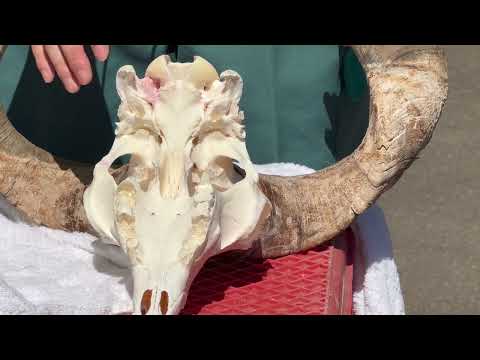 マーコールの動物解説！②   大森山動物園にて　2026年9月22日