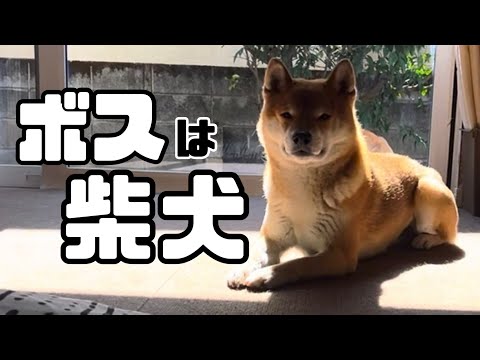 人間は、常に柴犬のご機嫌を伺うこと！！😆 サムネイル