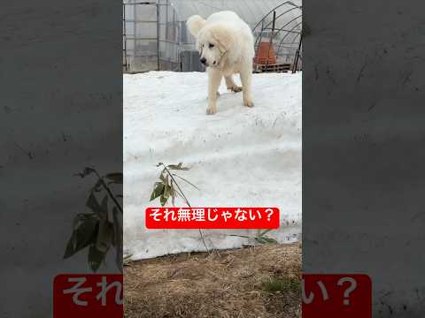 いけると思った結果… サムネイル