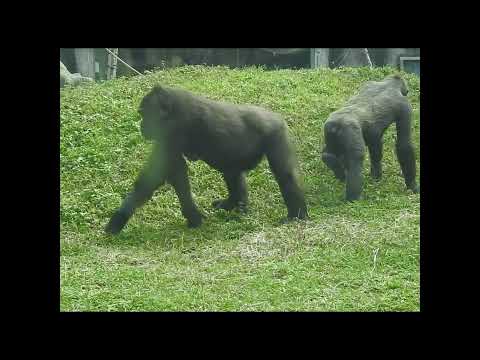 gorilla Iriki mom 15y1m old & nephew Jabali 5y3m old.shorts…