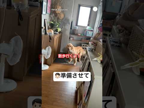 爆笑‼️お散歩行きたすぎて圧をかけるゴールデン　　　　ゴールデンレトリバー 大型犬　犬　かわいい犬 面白い犬 サムネイル