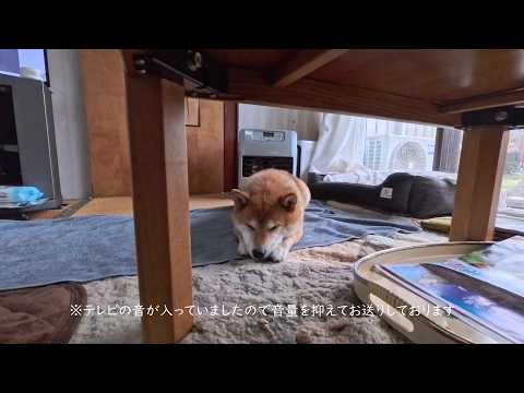 お顔を足で挟んで寝てたのに熊のニュースで起き出すココさん サムネイル