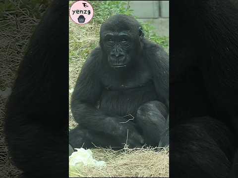Ringo's puppy dog eyes🤣 gorilla gorillatag taipeizoo 金剛猩猩 台…