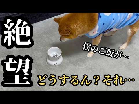 【爆笑】ご飯を食べさせてもドッグランに行かせても、ややこしい柴犬 サムネイル