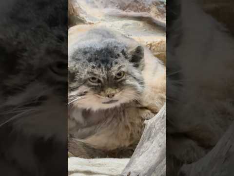 shorts 毛繕いしながら夕食の準備具合をチェックするプリームラちゃん　マヌルネコ　上野動物園にて　2026年2月6日 サムネイル