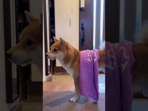 2026年もノッてこーぜ！　柴犬　柴犬とん サムネイル