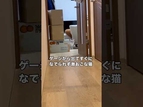 ゲージから出したタイミングで宅配が来てなでずに玄関に行ったらめちゃくちゃ怒られた 猫 マンチカン マンチカン短足 sh… サムネイル
