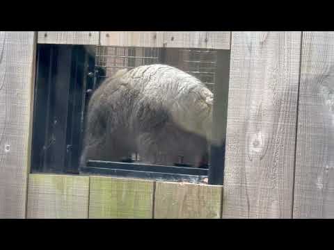 アミアミの向かうのオリーヴァちゃんと遊ぶ(？)ロータスくん　マヌルネコ　埼玉県こども動物自然公園にて　2026年3月6日 サムネイル