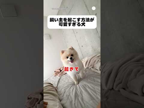 飼い主を一生懸命起こす犬が可愛すぎる💕　　犬　いぬ　ポメラニアン　可愛い犬　かわいい