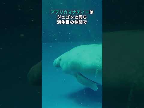 【鳥羽水族館】日本では鳥羽水族館でしか見れない！アフリカマナティ―のみらい✨　shorts サムネイル