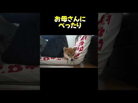 お母さんにくっついていたい 神戸 shibainu 柴犬 サムネイル