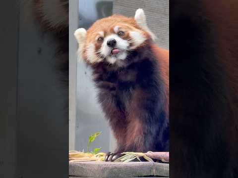 shorts レッサーパンダガイドで貰ったリンゴを美味しそうに食べるメイタちゃん☺️ 千葉市動物公園にて　2026年5…