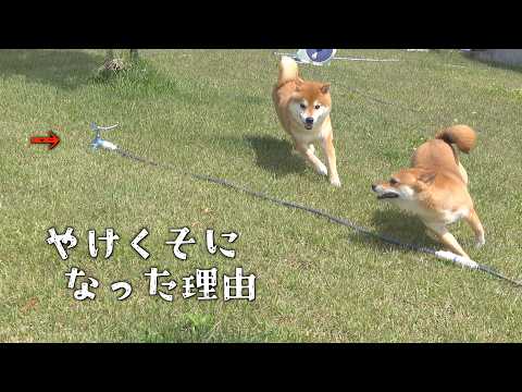 庭に出た柴犬、とある理由でやけくそになりました サムネイル