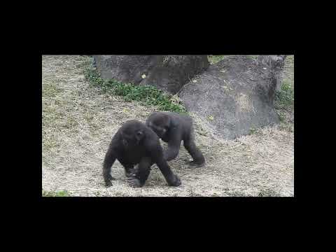 gorilla brothers Jabali 5y2m old & Ringo 4y7m old. shorts.… サムネイル