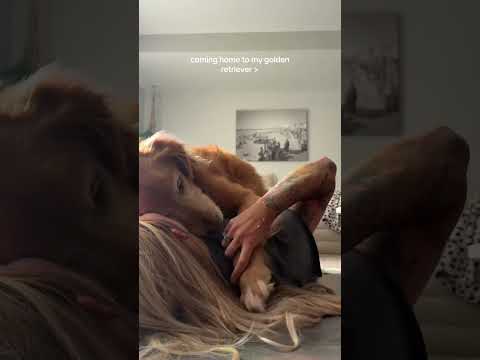 coming home to my golden retriever🥵 goldenretreiver dog ind… サムネイル