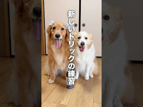 言葉を別の意味で理解してしまった犬..w【ゴールデンレトリバー・ボーダーコリー】ONICHAレンジ サムネイル