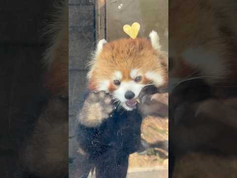 shorts ニーコちゃん 星🍎食べる😋　レッサーパンダ　浜松市動物園にて　2026年3月15日 サムネイル