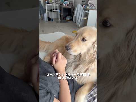 ゴールデンのお口のスクイーズとかあったらほしい🫶ゴールデンレトリバーgoldenretriever