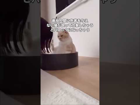 足をクンクンされると高確率で優しい猫パンチをしてくる猫。嫌すぎて噛みそうになりパニックw 猫 保護猫 スコティッシュフ… サムネイル