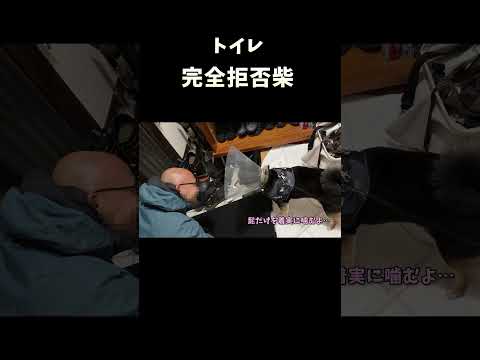 完全拒否柴 サムネイル