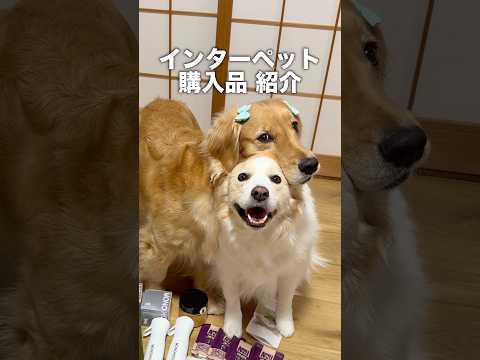 爆買いをしたグッズを愛犬に確認してもらったら...【ゴールデンレトリバー・ボーダーコリー】shorts サムネイル