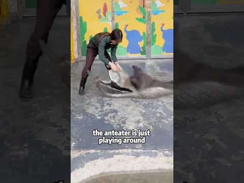 Do Anteaters Have Two "Heads"? 🦡🤔animals pets shortfeed sci…