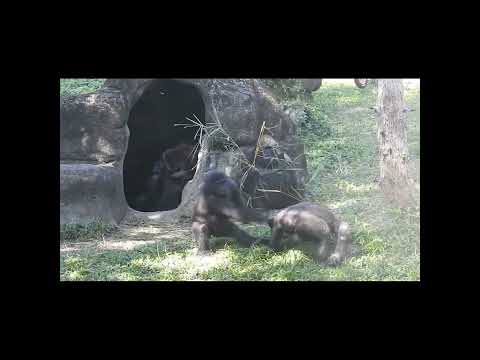 #gorilla brothers Jabali 5y old & Ringo 4y5m old. #shorts.… サムネイル