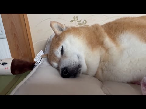 柴犬福 風呂上がり後の柴犬🤣Shiba-Sleep🤣 サムネイル