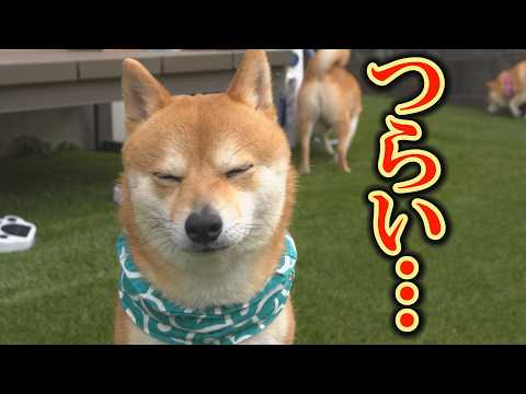 地面が濡れると動かない柴犬・・・思い悩んでいたら、さらに動かない柴犬が現れ、困りました・・・ サムネイル