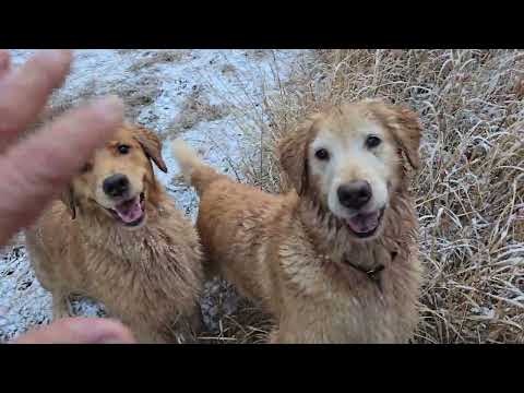 やっぱりこの田んぼは入りたいビスとイロハ。 ゴールデンレトリバー goldenretriever サムネイル