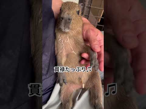お母さんのお乳のサポートをすることになりました♫shorts カピバラ capybara サムネイル