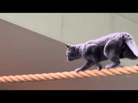 ワカバちゃん！！なかなか見れない猫によるショー ザ・キャッツ　那須どうぶつ王国にて　2025年1月12日 サムネイル