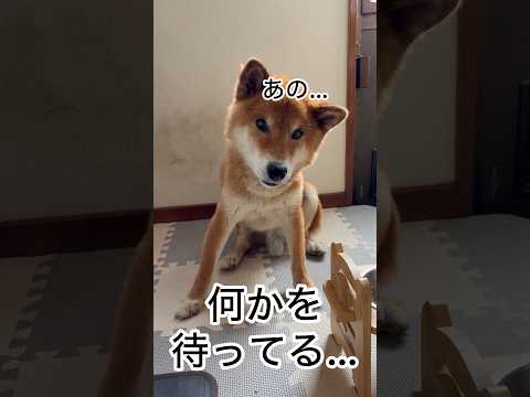 ’26.8.14 力丸が欲しいのは… 柴犬 柴犬のいる暮らし shibainu 柴犬の日常 カメラ目線 見守り 力丸