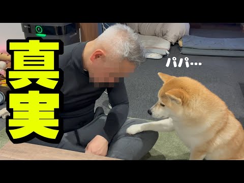バレンタイン前に娘の真実を知り落ち込むパパを慰める柴犬姉妹 サムネイル