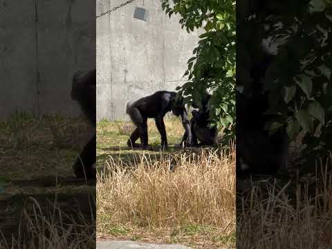 shorts フィーダーを揺すりながら足でも🤭　チンパンジー　浜松市動物園にて　2026年3月15日