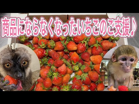 いちご農家さんからの嬉しいご支援♫いちご好きなお猿さん達が喜んで食べてくれました♪ サムネイル