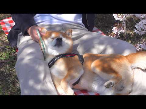 今年最後の花見で柴犬が大変なことになりました。。 サムネイル