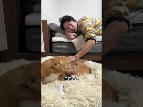 保護犬 明智の成長 犬のいる生活 保護犬 shorts サムネイル