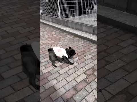 ノリノリお散歩🐶 cutedog dog パグ pug puppy 柴犬 doggie shibainu walkin… サムネイル